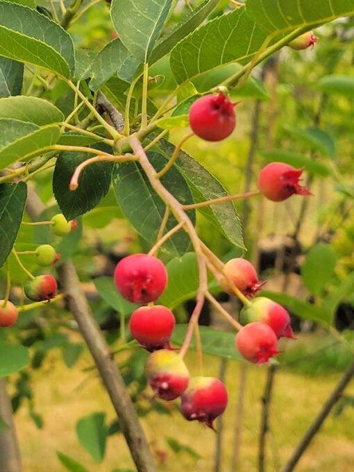 Amelanchier_Autumn Brilliance