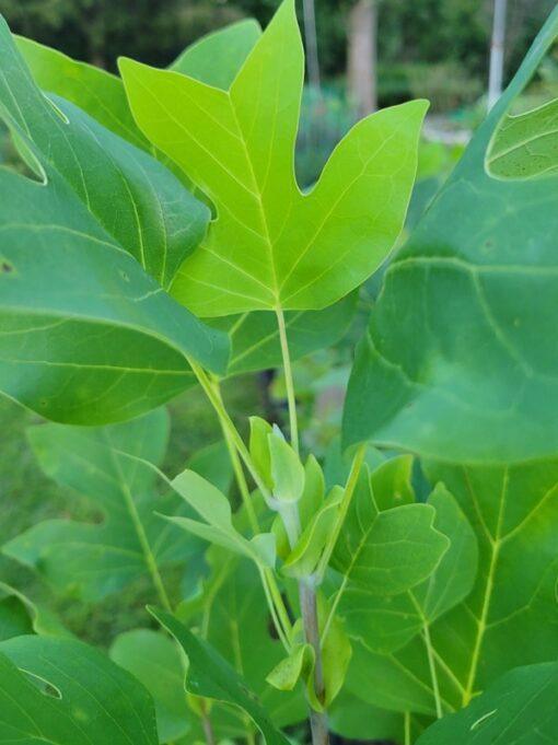 Liriodendron tulipifera