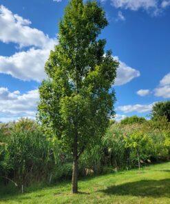 acer rubrum, armstrong maple