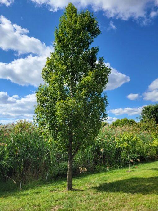 acer rubrum, armstrong maple