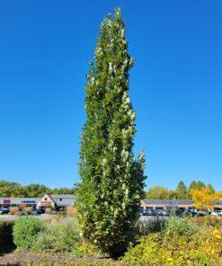 Quercus robur english oak