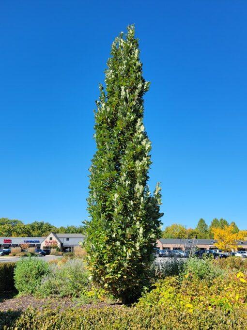 Quercus robur english oak