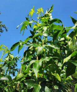 liquidambar slender silohuette