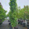 Liquidambar styraciflua, Slender Silouette