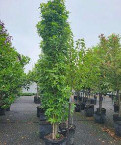 Liquidambar styraciflua, Slender Silouette