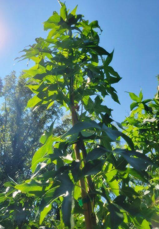 Liquidambar styraciflua ‘Slender Silhouette’ Sweetgum - Image 3