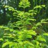 Metasequoia