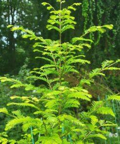 Metasequoia