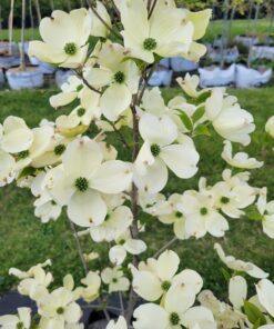 Cornus florida, Cherokee Princess