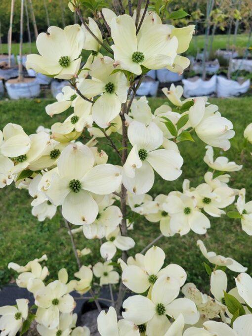 Cornus florida, Cherokee Princess