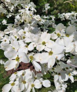 cornus florida, cherokee princess