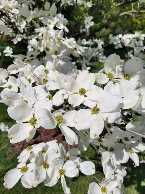 cornus florida, cherokee princess