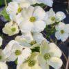 cornus florida, cherokee princess