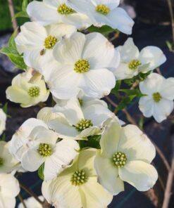 cornus florida, cherokee princess