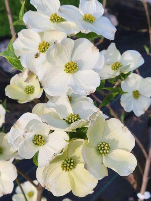 cornus florida, cherokee princess