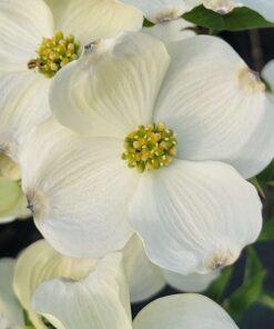 cornus florida, cherokee princess