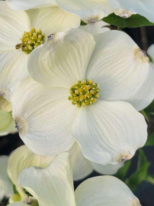 cornus florida, cherokee princess