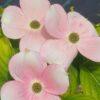 Cornus xRutgan, Stellar Pink