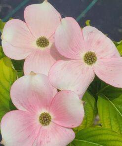 Cornus xRutgan, Stellar Pink