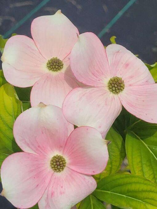 Cornus xRutgan, Stellar Pink