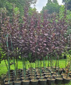 Prunus virginiana, Canadian Red Chokeberry