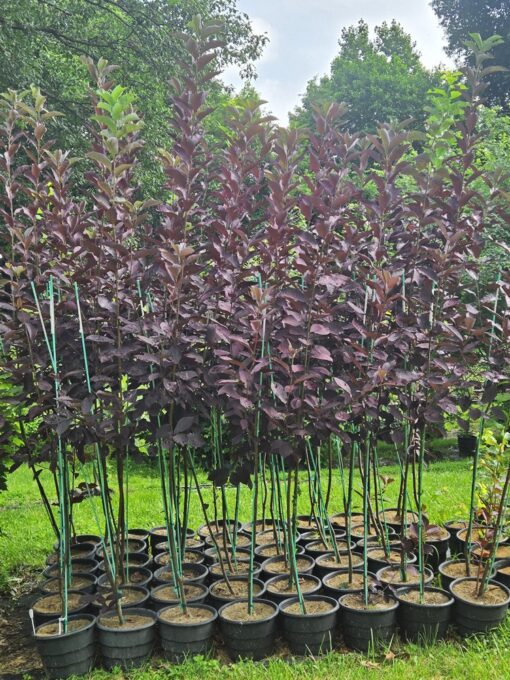 Prunus virginiana, Canadian Red Chokeberry