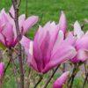 Magnolia, Betty