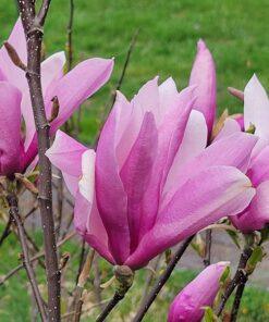 Magnolia, Betty