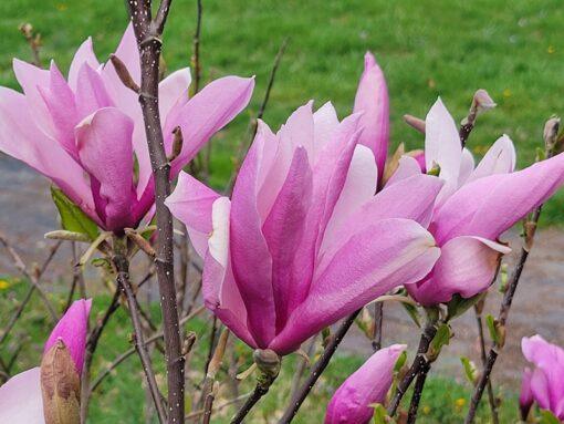Magnolia, Betty