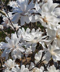 Magnolia, stellata