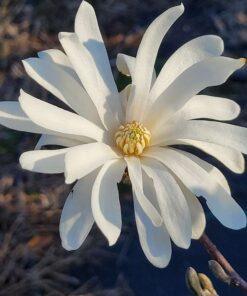 Magnolia, stellata royal star