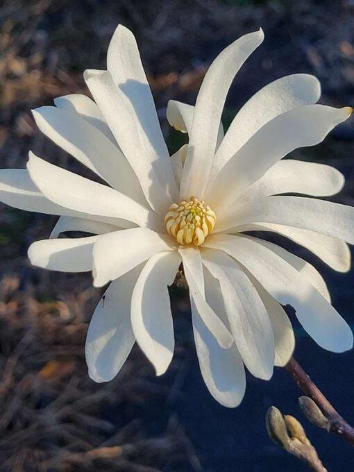 Magnolia, stellata royal star