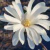 Magnolia stellata, Royal Star