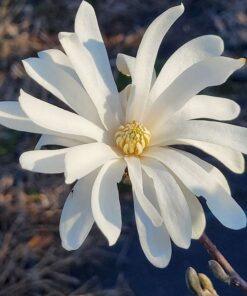 Magnolia stellata, Royal Star