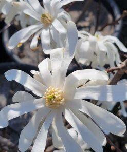 Magnolia stellata, royal star