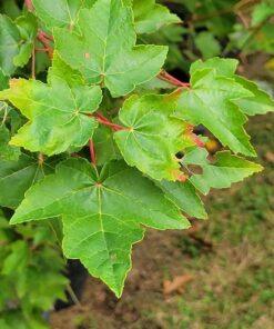 Acer rubrum, Fairview Flame Maple