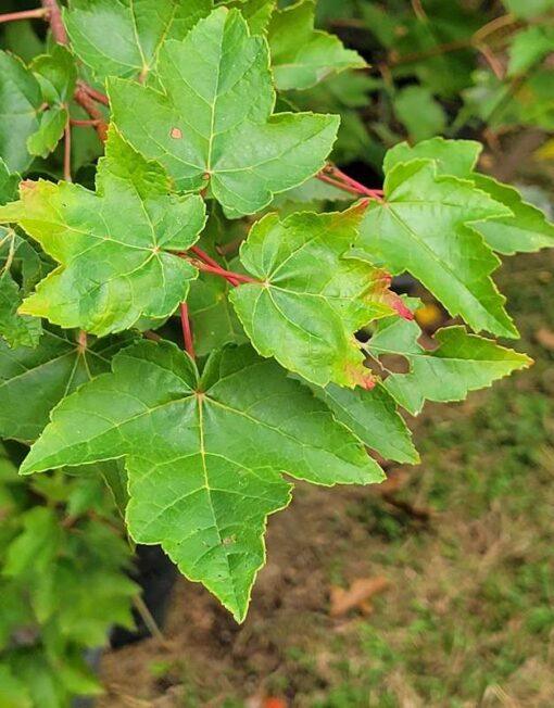 Acer rubrum, Fairview Flame Maple