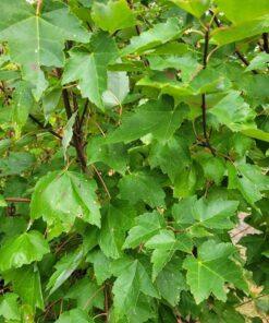 Acer rubrum, Fairview Flame Maple