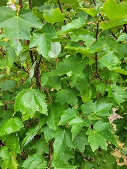 Acer rubrum, Fairview Flame Maple