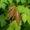 acer rubrum, sun valley