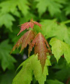 acer rubrum, sun valley