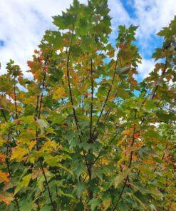 Acer rubrum, sun valley