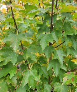 acer rubrum, sun valley maple