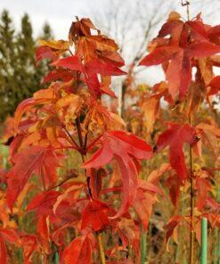 Acer buergerianum