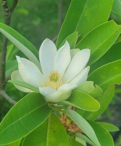 Magnolia virginiana, australis flower