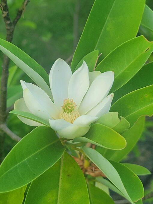 Magnolia virginiana, australis flower