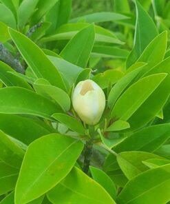 Magnolia virginiana, Australis flower