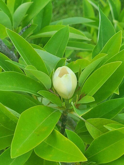 Magnolia virginiana, Australis flower