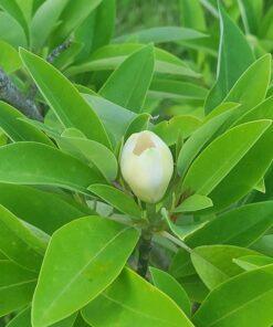 Magnolia virginiana, Australis flower