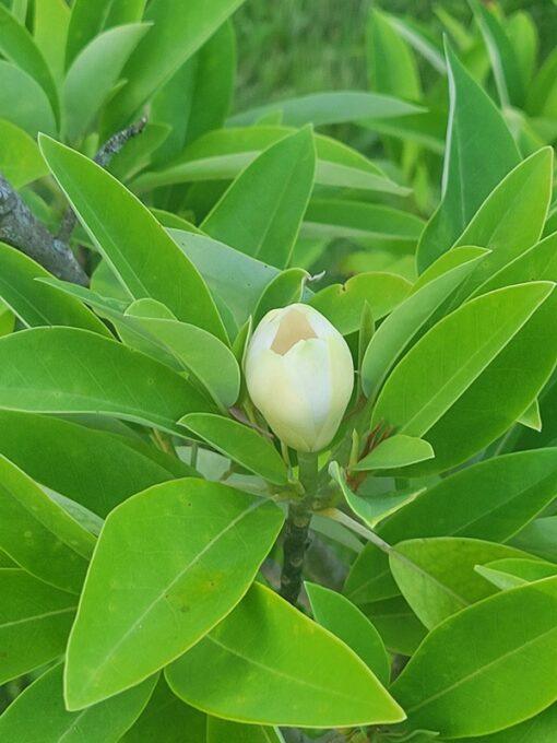 Magnolia virginiana, Australis flower